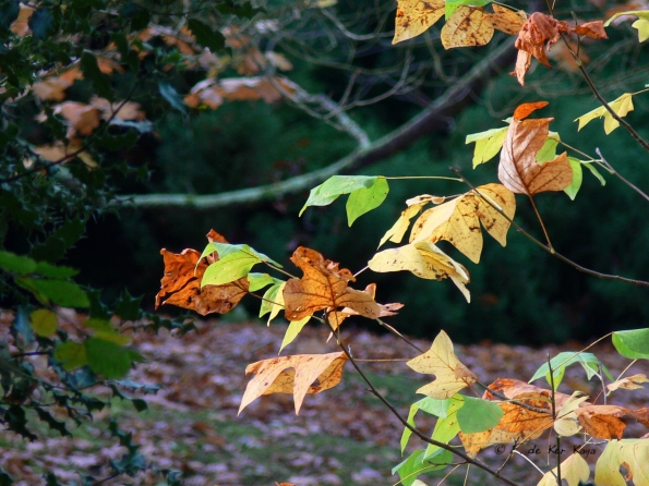 Bois des moutiers fall 2012 (30)